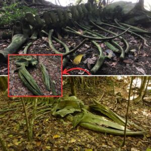 Whale Fossils Defy Expectations: Unexplained Appearance in Forest Leaves Scientists Baffled