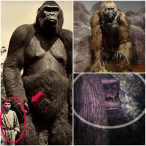 The Legend of Gigantopithecus: Discovering Earth's Largest Ape Species