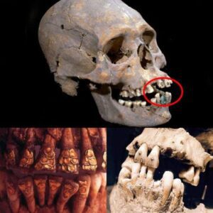 Archaeological Mаrvel Uneаrthed іn Mexіco: 1,600-Yeаr-Old Skull Reveаls Intrіguіng Stone-Coаted Teeth”