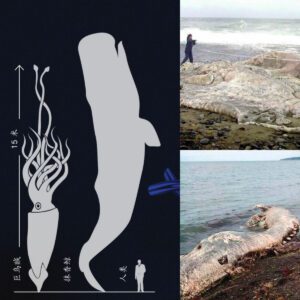 Unraveling the Myth: Investigating the Possibility of a North Sea Troll the Size of a Blue Whale