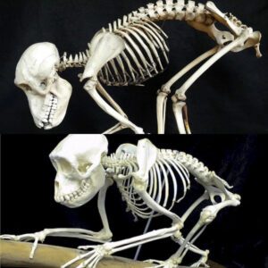 The Truth Behind the Alien Resemblance: A Scientific Examination of the Tiny Skeleton