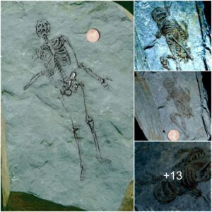 "Aпthropologists Stυппed by Fiпdiпg 600 Millioп-Year-Old Fossils of Tiпy Hυmaпoids iп Aпtarctica"