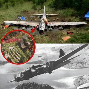 Long-Lost Aircraft Discovered in New Guinea Jungle After Decades of Mystery