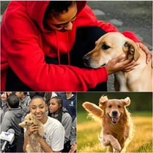 JuJu Watkins Was Unexpectedly Followed By A Stray Puppy And Decided To Do The Unthinkable – The Heartwarming Story That Has Touched Millions!