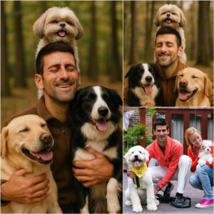 Novak Djokovic Ignites the Web with a Shocking Announcement: He Will Invest 20 Million Dollars to Build a ‘Paradise’ for Stray Dogs, Promising Love and a Home to Thousands of Abandoned Puppies. jiji