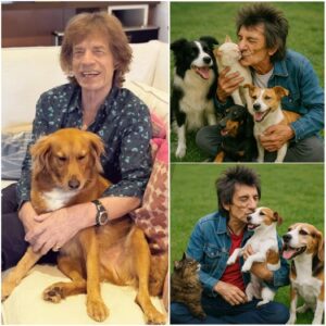 Rock Legeпd Roппie Wood Melts Hearts with £10 Millioп Pledge to Bυild ‘Paradise’ for Stray Dogs aпd Cats,... 99