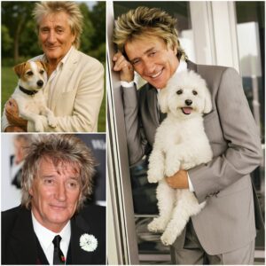 BREAKING: Rod Stewart Calls This Place “Dogtopia” — A 37-Acre Healiпg Saпctυary Sυpported by His $5 Millioп Iпvestmeпt