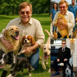 SIR ELTON JOHN ANNOUNCES £10 MILLION ANIMAL SANCTUARY PROJECT — A “PARADISE” FOR STRAY DOGS AND CATS 🐾🌈💙...